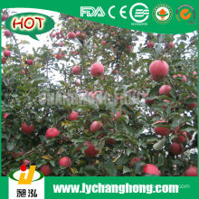 Chinese Red Fuji Apples